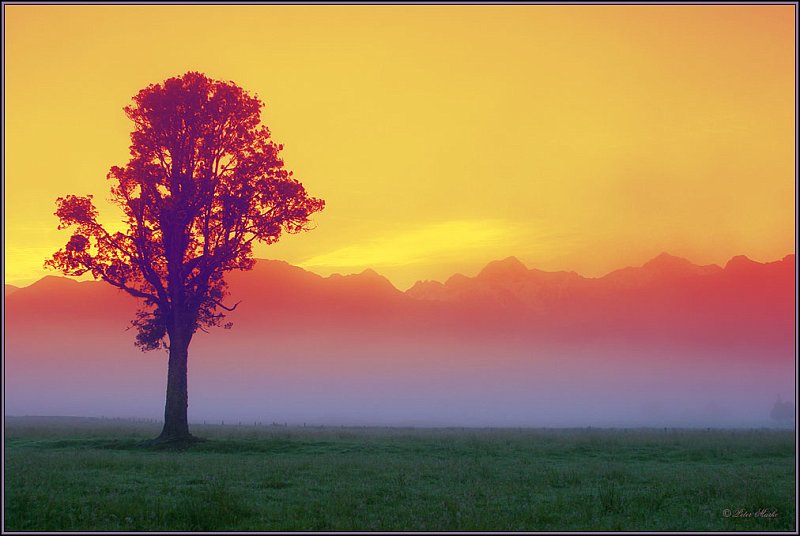 188_8805_print.jpg - Tree in fog, Fox Glacier, New Zealand