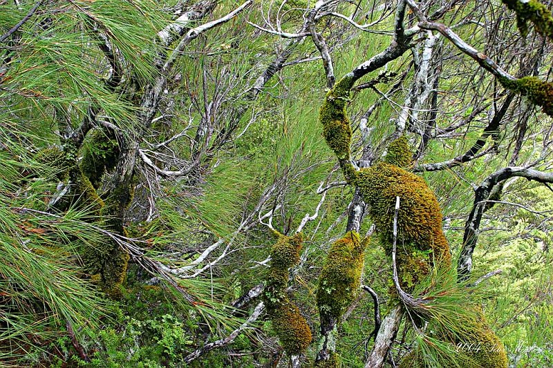 Arthurs_Pass_1.jpg - Rainforest, Arthurs Pass, South Island, New Zealand