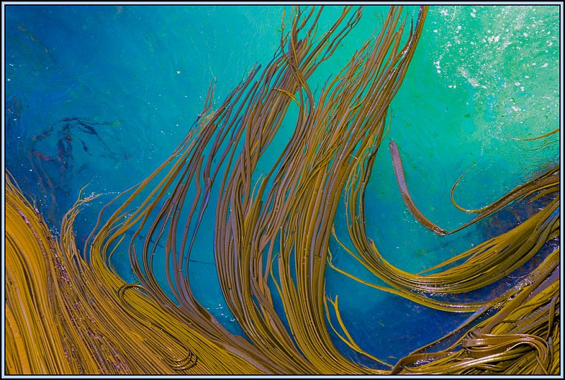 WV8X3479.jpg - Sea weed, Dunedin, New Zealand