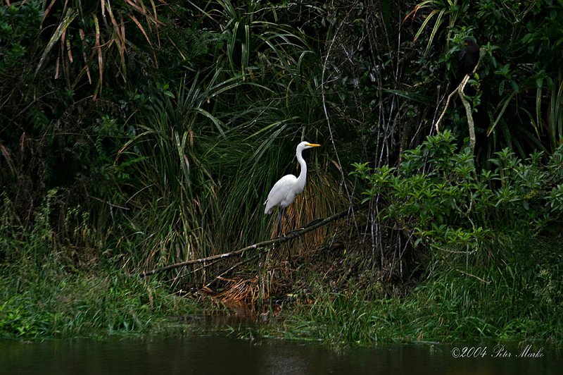 184_8410.jpg - White Heron Colony, West Coast of South Island, New Zealand