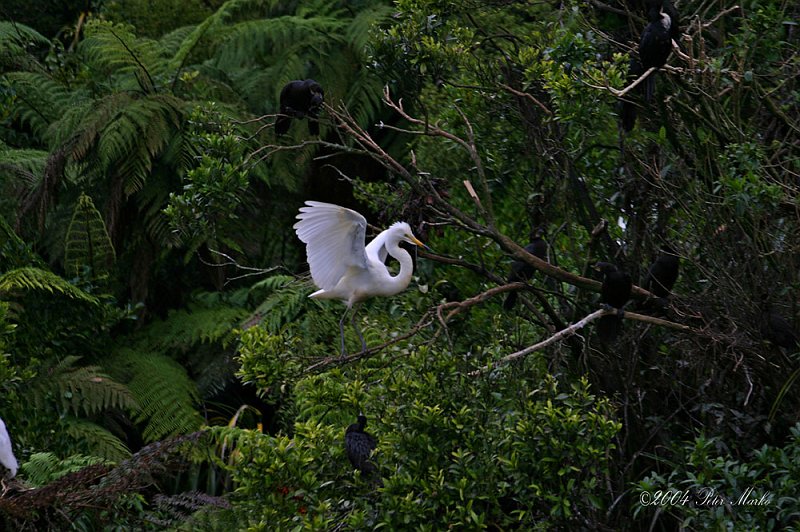 184_8413.jpg - White Heron Colony, West Coast of South Island, New Zealand