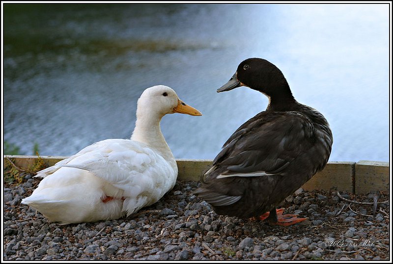 213_1326.jpg - Ducks, Lake Mangamahoe, Taranaki, New Zealand