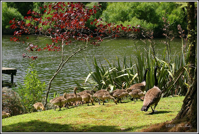 214_1487.jpg - Spring and goose, Lake Mangamahoe, Taranaki, New Zealand
