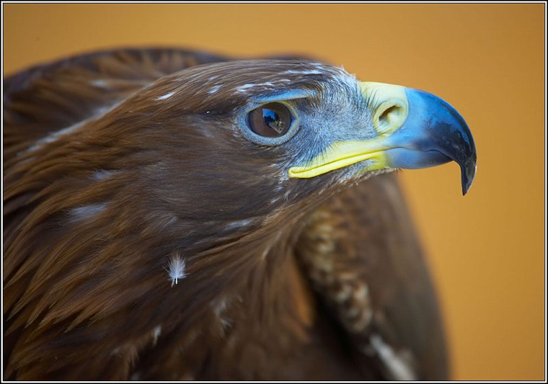 WV8X0124.jpg - Falconers, Prague Castle, Czech Republic