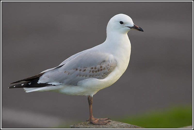 WV8X0170.jpg - Seagul, Motorua Beach, New Plymouth, New Zealand