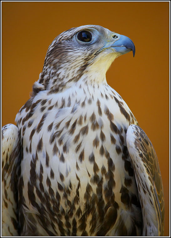 WV8X0175.jpg - Falconers, Prague Castle, Czech Republic