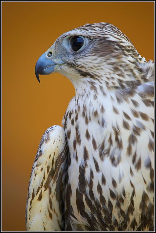 WV8X0176.jpg - Falconers, Prague Castle, Czech Republic