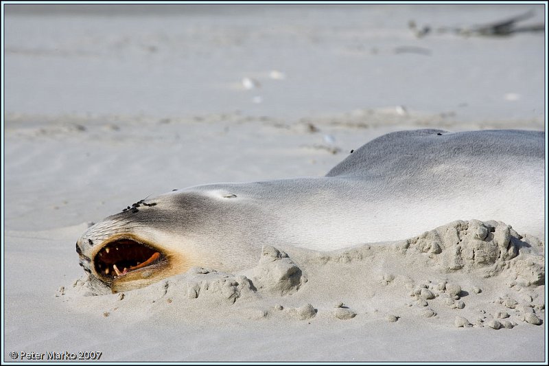 WV8X0284.jpg - Seal on Victory Beach, Okia Reserve, Otago Peninsula, New Zealand