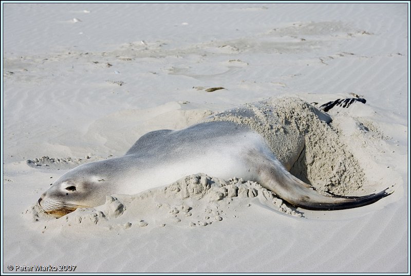 WV8X0297.jpg - Seal on Victory Beach, Okia Reserve, Otago Peninsula, New Zealand