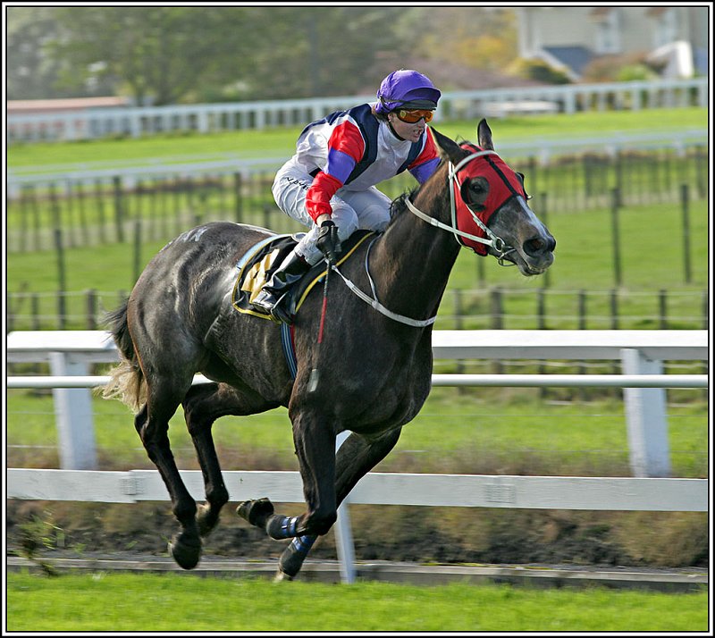 WV8X1033.jpg - Horse Racing, New Plymouth, New Zealand