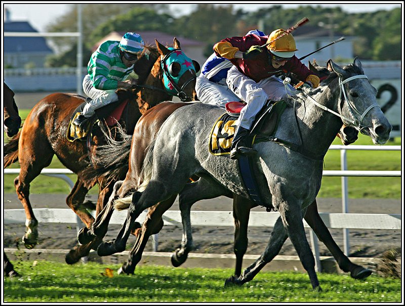 WV8X1357.jpg - Horse Racing, New Plymouth, New Zealand