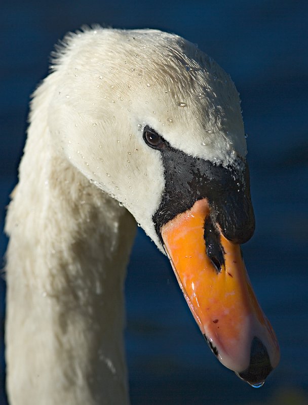 WV8X1790.jpg - Swan, Lake Mangamahoe, Taranaki, New Zealand