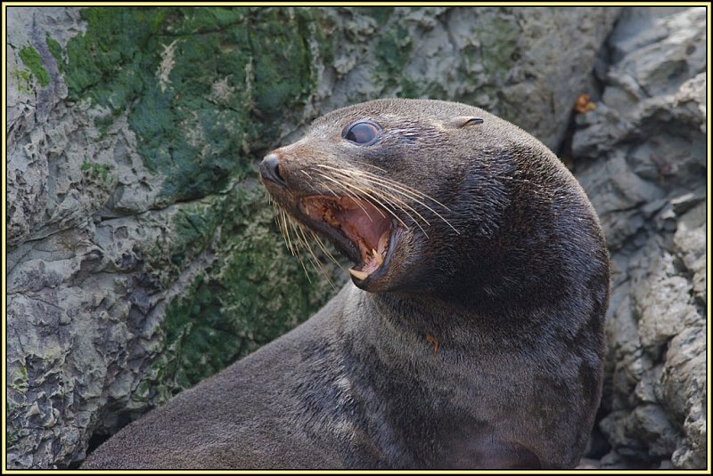 WV8X2348.jpg - Seal colony near Kaikoura