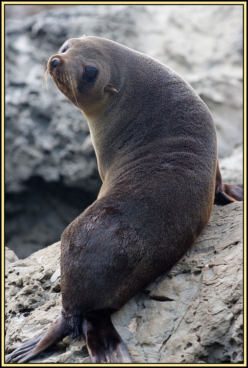 WV8X2399.jpg - Seal colony near Kaikoura