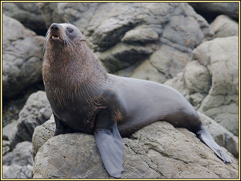 WV8X2420.jpg - Seal colony near Kaikoura