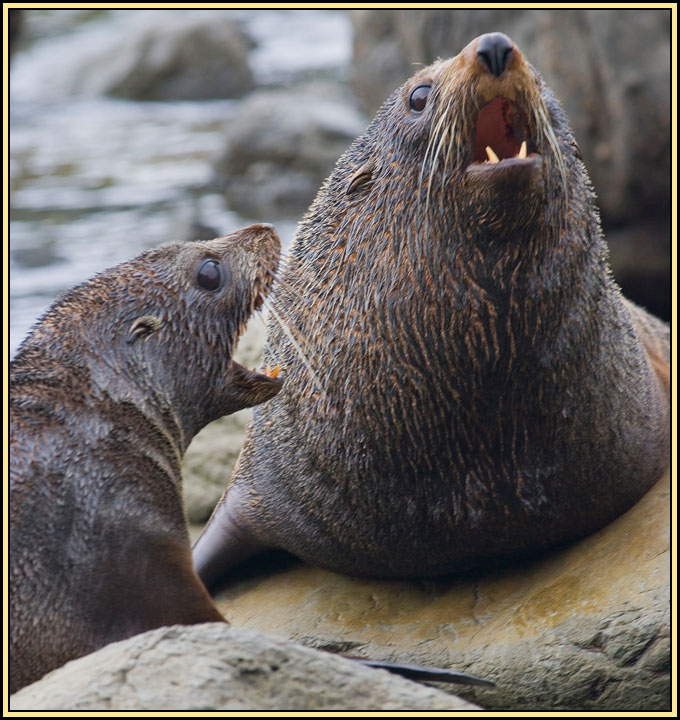 WV8X2469.jpg - Seal colony near Kaikoura