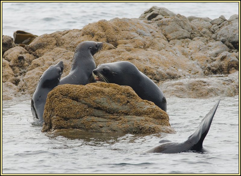 WV8X2486.jpg - Seal colony near Kaikoura
