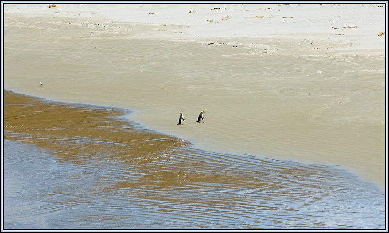 WV8X3408.jpg - Yellow eyed penguins, Dunedin, New Zealand