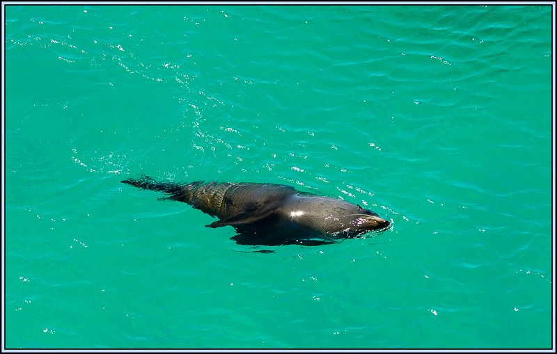 WV8X3421.jpg - Seal, Albatros Colony, Dunedin, New Zealand