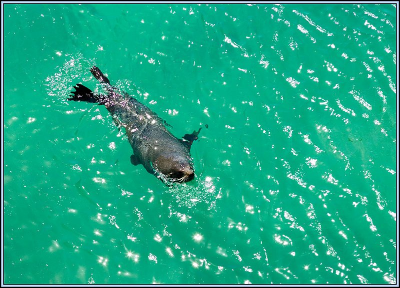 WV8X3427.jpg - Seal, Albatros Colony, Dunedin, New Zealand