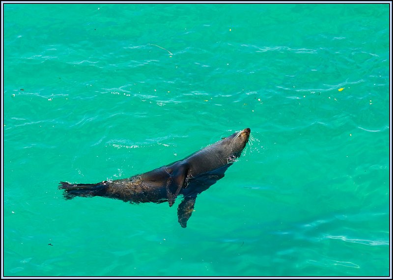WV8X3491.jpg - Seal, Albatros Colony, Dunedin, New Zealand