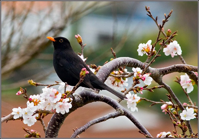 WV8X3911.jpg - Cherry Tree Flowers and a Black Bird, New Plymouth, New Zealand