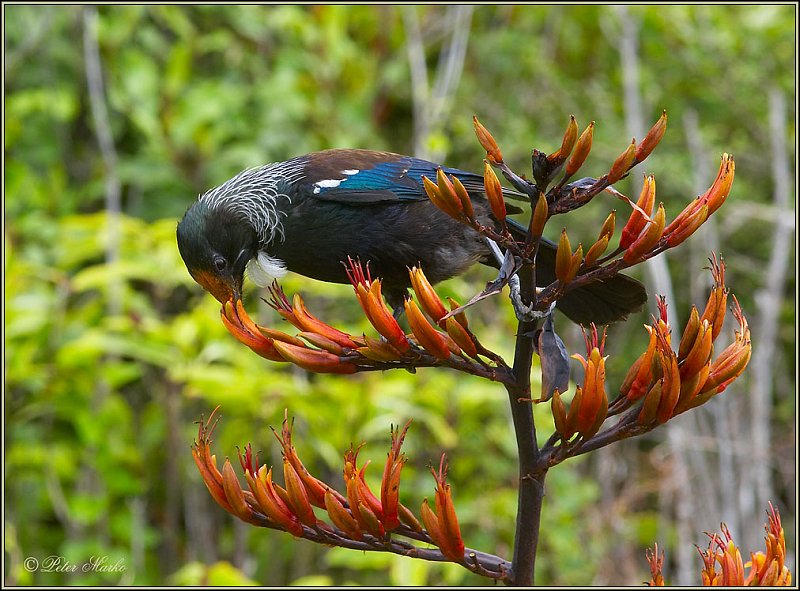 WV8X5746.jpg - Tui, Capiti Island, New Zealand