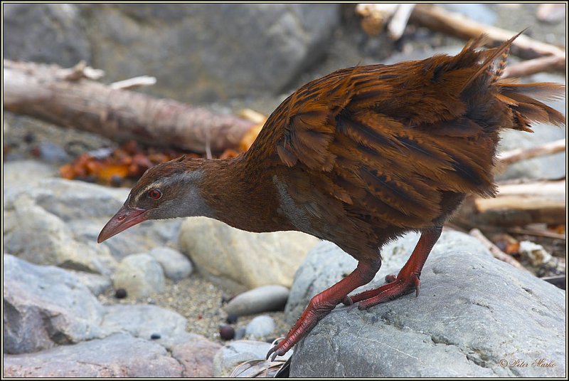 WV8X5760.jpg - Waka, Capiti Island, New Zealand