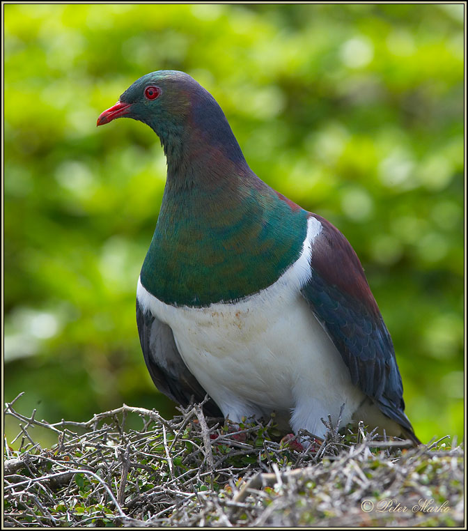 WV8X5977.jpg - Capiti Island, New Zealand