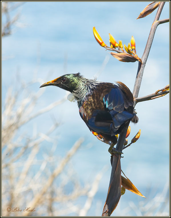 WV8X6062.jpg - Tui, Capiti Island, New Zealand