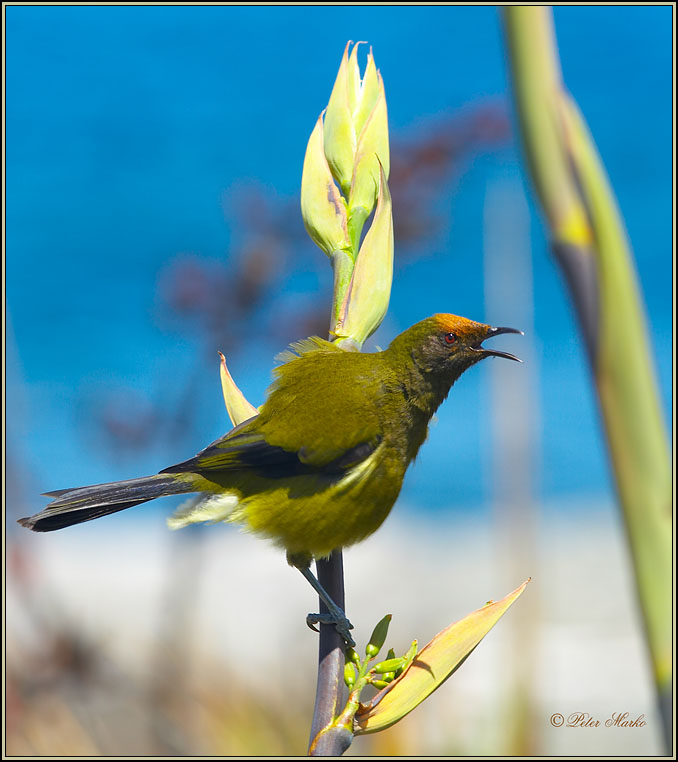 WV8X6075.jpg - Capiti Island, New Zealand