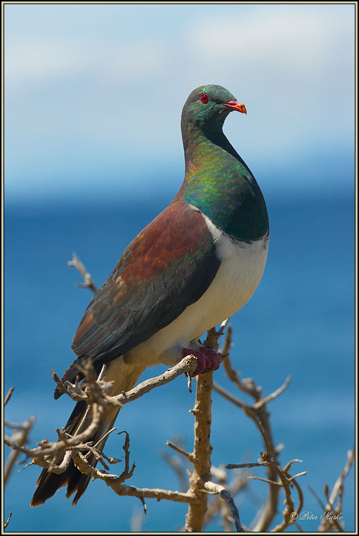 WV8X6132.jpg - Capiti Island, New Zealand