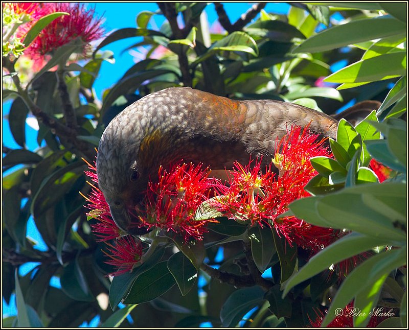 WV8X6145.jpg - Capiti Island, New Zealand