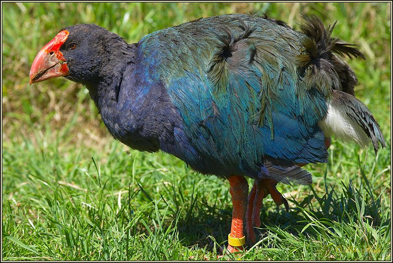 WV8X6184.jpg - Capiti Island, New Zealand