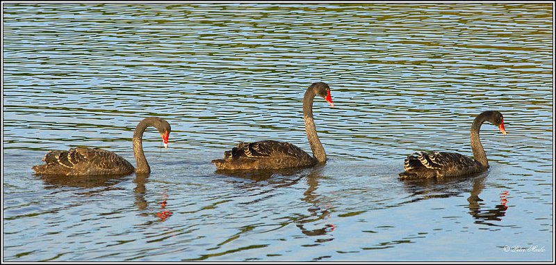 WV8X8593.jpg - Black swans, Lake Mangamahoe, Taranaki, New Zealand
