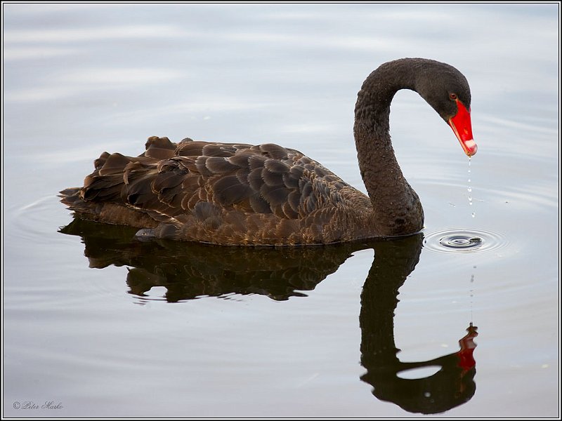 WV8X8673.jpg - Black Swan, Lake Mangamahoe, Taranaki, New Zealand