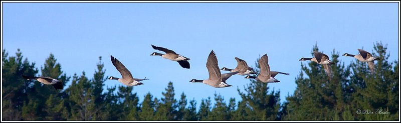 WV8X8689.jpg - Canadian Goose, Lake Mangamahoe, Taranaki, New Zealand