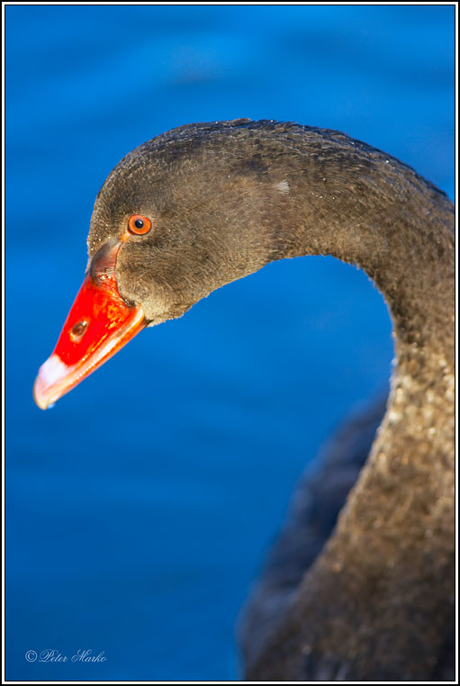 WV8X8826.jpg - Black Swan, Lake Mangamahoe, Taranaki, New Zealand