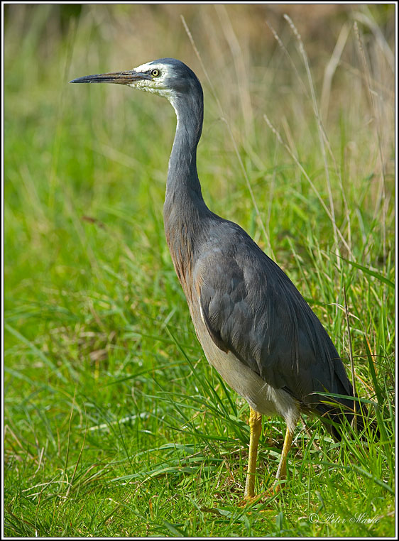 WV8X9286.jpg - Blue Heron, New Plymouth, New Zealand