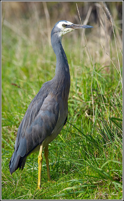 WV8X9314.jpg - Blue Heron, New Plymouth, New Zealand