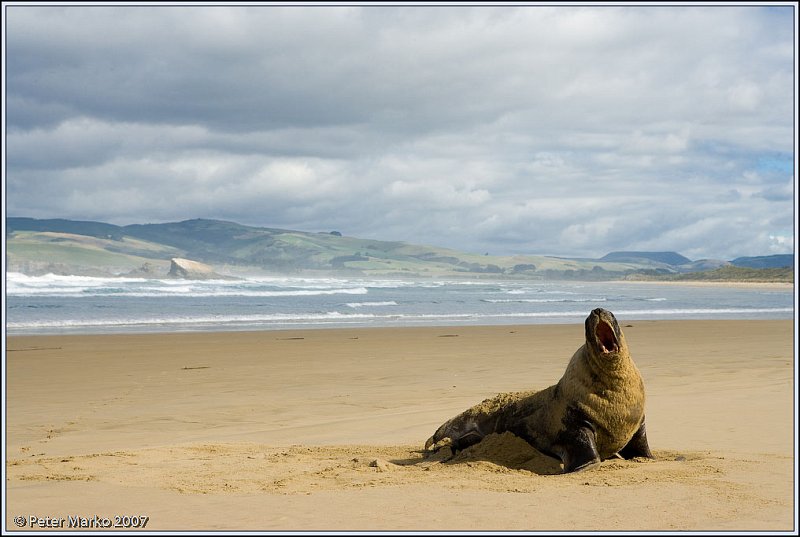 WV8X9913.jpg - Sea Lion, Catlins, South Island, New Zealand
