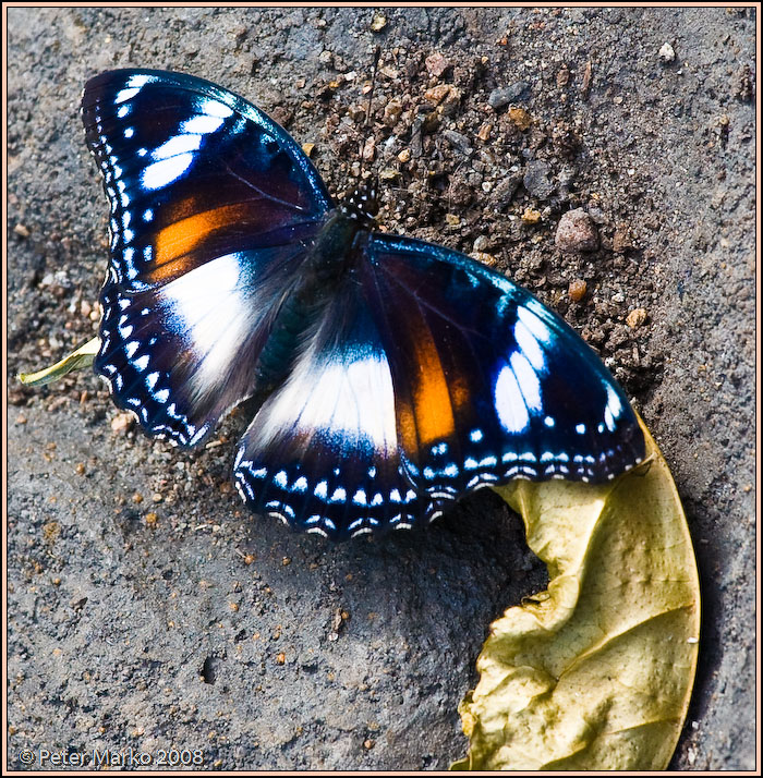 WV8X8555.jpg - Butterflies, Sydney, Australia.