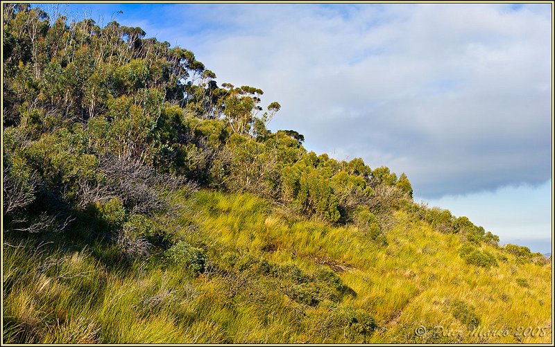 Blue_Mtns_9.jpg - Clearing above the cliffs. Blue Mountains, New South Wales, Australia. (7913 x 4926 pixels)