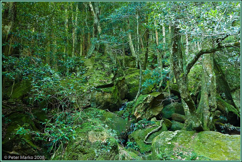 WV8X8871.jpg - Eucalypt forest, Blue Mountains, Australia.