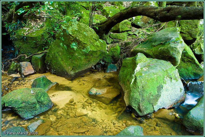 WV8X8899.jpg - Stream, Blue Mountains, Australia.