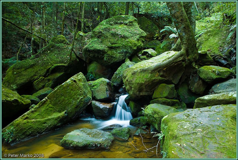 WV8X8919.jpg - Stream and moss, Blue Mountains, Australia.