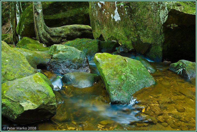 WV8X8924.jpg - Stream and moss, Blue Mountains, Australia.