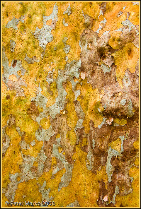 WV8X8941.jpg - Tree bark, Blue Mountains, Australia.