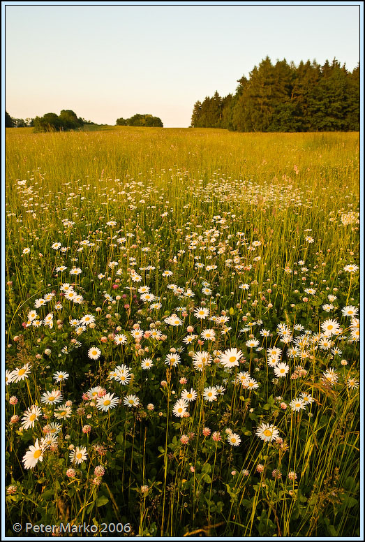 WV8X0232.jpg - Meadows of Southern Bohemia, Europe