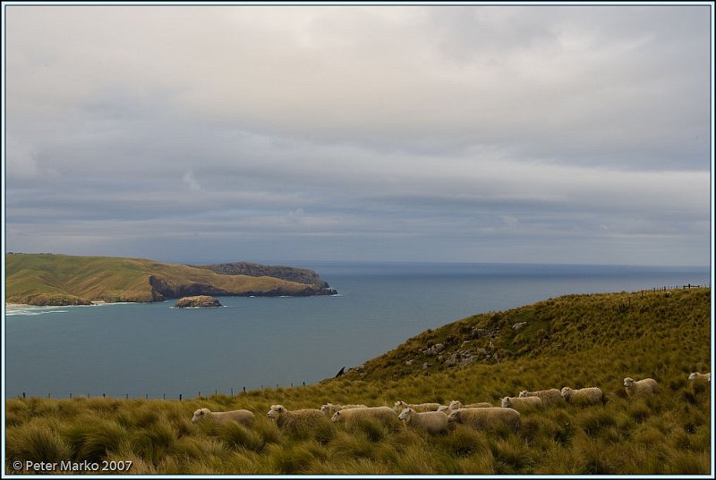 WV8X9877.jpg - Sheep farm, Otago Peninsula, New Zealand